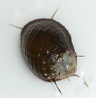 Лот: 346638. Фото: 3. Улитка Hairy snaill. Растения и животные