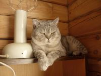Лот: 8953648. Фото: 3. кот производитель. Растения и животные