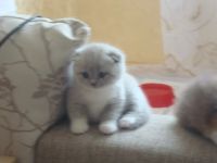 Лот: 4168408. Фото: 2. Шотландская вислоухая кошечка... Животные и уход