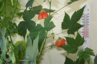 Лот: 2583595. Фото: 2. Абутилон Селло, клен. Комнатные растения и уход