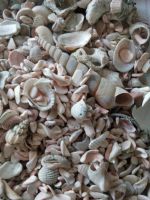 Лот: 8226762. Фото: 2. Ракушечник в аквариум. Аквариумистика