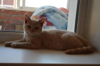 Лот: 3096248. Фото: 5. ЗаМУРРРчательный шотландский котик...