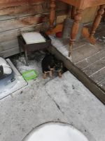 Лот: 18309786. Фото: 3. Щенки. Подари шанс малышу. Растения и животные