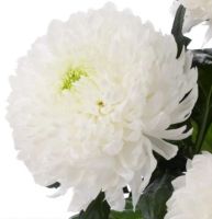 Лот: 13907246. Фото: 2. Хризантемы Огромные Белые. Цветы, букеты