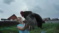 Лот: 7752550. Фото: 4. Отличный петушок (Джерсийский... Красноярск