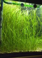 Лот: 7229310. Фото: 2. Валлиснерия нана или карликовая... Аквариумистика