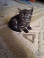 Лот: 1388852. Фото: 6. котята шотландская вислоухая/прямоухая...