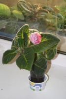 Лот: 4278445. Фото: 3. Розовая махровая глоксиния (цветет... Растения и животные