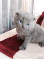 Лот: 8745517. Фото: 2. Котята вислоухие и прямоухие шотландцы. Животные и уход
