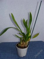 Лот: 1167492. Фото: 2. орхидея Brassidium Red-Miltassia... Комнатные растения и уход