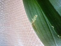 Лот: 9378101. Фото: 2. Орхидея. Комнатные растения и уход