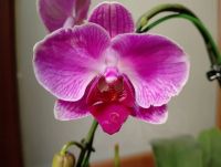 Лот: 25850532. Фото: 2. Орхидея фаленопсис (Ретро сорт... Комнатные растения и уход