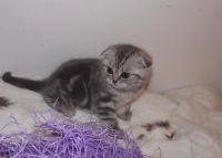 Лот: 3561832. Фото: 2. Шотландский вислоухий котенок. Животные и уход