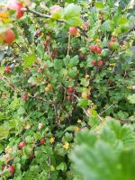 Лот: 17356094. Фото: 15. Дача Манский р-н, д. Кускун, СНТ...