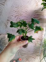 Лот: 23274931. Фото: 2. Пеларгония сортовая. Комнатные растения и уход