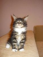 Лот: 4650818. Фото: 4. Котенок Мейн-кун по имени Льюис. Красноярск
