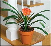 Лот: 2160331. Фото: 3. Кливия. Растения и животные