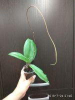Лот: 11578048. Фото: 4. хойя (Hoya sp. Kast (EPC-934)). Красноярск