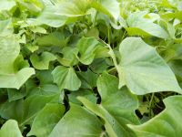 Лот: 3819150. Фото: 3. Семена батата. Сорт Борегард Б-63... Для дачи, дома, огорода, бани, парка