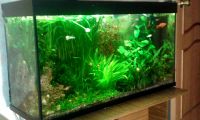 Лот: 3221736. Фото: 2. Аквариум. 140л. Аквариумистика