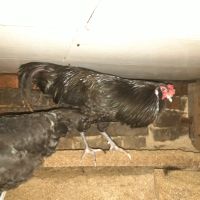 Лот: 17363196. Фото: 2. Продам петушков. Животные и уход