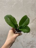 Лот: 20283095. Фото: 2. Стрептокарпус Dem- Морской мир... Комнатные растения и уход