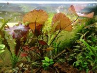 Лот: 15811545. Фото: 3. Нимфея тигровая красна (Nymphaea... Растения и животные