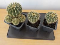 Лот: 20006493. Фото: 2. кактус (неприхотливый цветок). Комнатные растения и уход