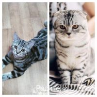 Лот: 13937780. Фото: 2. шотландская вислоухая. Животные и уход