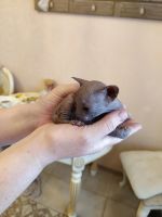 Лот: 19073437. Фото: 2. Котенок Сфинкс. Животные и уход