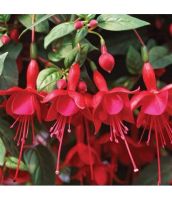 Лот: 8521023. Фото: 2. Фуксия Маринка. Комнатные растения и уход