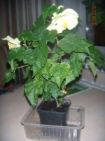 Лот: 5999027. Фото: 4. Абутилон Невеста. Красноярск