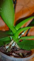 Лот: 3277423. Фото: 5. Орхидея (фаленопсис)