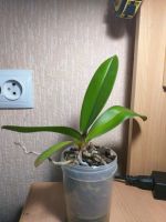 Лот: 14554962. Фото: 2. Орхидея Dtps. Fusheng's Golden... Комнатные растения и уход