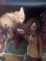Лот: 16081277. Фото: 4. Котята. Красноярск