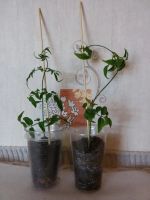 Лот: 9939086. Фото: 2. Жасмин многоцветковый. Комнатные растения и уход