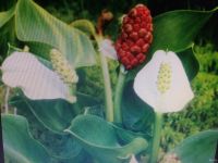 Лот: 16291281. Фото: 2. Сусак растения для водоема. Семена, рассада, садовые растения