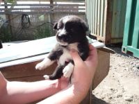 Лот: 4425170. Фото: 2. Щенки. Животные и уход