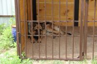 Лот: 5859129. Фото: 4. Вольер для собак. Красноярск