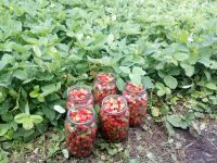 Лот: 11764996. Фото: 2. Виктория (5 литров, бесплатная... Продукты