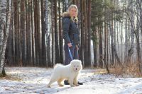 Лот: 3775051. Фото: 2. Щенки Самоедской собаки (Самоед... Животные и уход