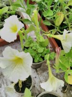 Лот: 13939586. Фото: 7. Рассада цветущей махровой, ампельной...