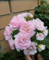 Лот: 20305381. Фото: 2. Сортовая пеларгония ТА Эммануэль. Комнатные растения и уход