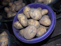 Лот: 8237458. Фото: 2. Картофель, деревенский, сорт Тулеевский... Продукты