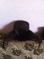 Лот: 4566737. Фото: 4. Ушанка. Норка. Красноярск