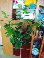 Лот: 11846372. Фото: 5. Гибискус, китайская роза, взрослое...