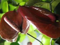 Лот: 1905275. Фото: 2. антуриум Chocolate Beauty. Комнатные растения и уход
