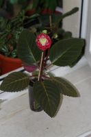 Лот: 3012870. Фото: 3. Глоксиния 27 (цветущая). Растения и животные