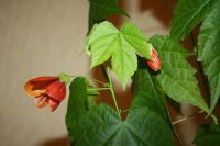 Лот: 5066929. Фото: 2. Абутилон Селло № 5 (комнатный... Комнатные растения и уход