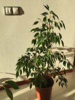 Лот: 18587470. Фото: 4. Фикус Бенджамина больше1 м, большой... Красноярск